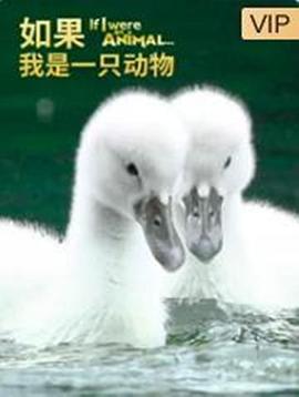 如果我是一只动物 - 影视剧导航封面